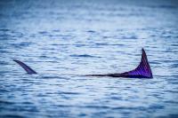 Partnership combines billfishing, marine research, conservation