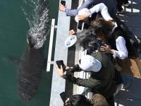 South Korea guides crowd-pulling shark out of canal