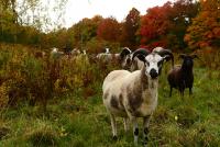 Sustainable silvopasture is popular with US farmers despite waning financial supports