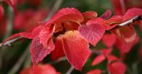 Gardening tips for cooler weather