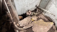 Waste management worker finds abandoned kittens at trash center near Orlando