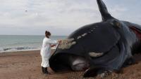 Scientists alarmed by dozens of whale deaths along Argentina’s coast