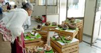 Diet homogenisation is shrinking biodiversity: Why India must revive local vegetable varieties