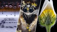 All the small things: Nikon photo contest reveals the unseen world around us