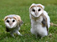 Swiss barn owls are changing colour, study shows