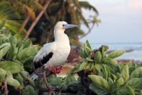Seabird guano and native trees keep islands above rising seas: Study