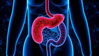 Research report: Targeting the gut-liver axis: New review explores microbial modulation to enhance immunotherapy in hepatocellular carcinoma
