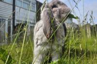 Lucky Lop to hold fundraiser in Sheffield to help rescue rabbits