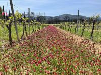 UK retailers and buyers back regenerative wine group 