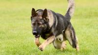 German Shepard bites man's penis leaving him hospitalised needing procedures