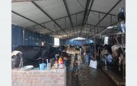 Engineer Lamichhane turns cattle farming into lucrative side business