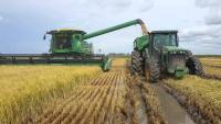 Producing a kilo of rice in the United States costs between 2.00 and 4.00 pesos less than in the DR