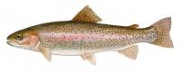 Trout Stocked in White Clay Creek for Fall and Winter Angling Opportunities Upstate