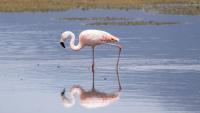 Tourist spends 24 hours drinking 40 beers in Las Vegas. Nine months later, he is convicted of animal cruelty for what he did to a flamingo