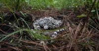 What is 'harm'? How new federal interpretations could affect Louisiana's endangered animals.