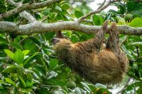 Costa Rica Conservation Groups Back U.S. Bill to Ban Sloth Imports After 58 Deaths