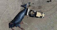 An unusual die-off of southern right whales in Argentine Patagonia alarms scientists