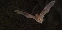 Africa’s bats could survive climate change – if they can find somewhere to live