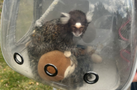 New York Man Charged With Felony For Selling Illegal Marmoset