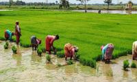 Farmers Oppose Call to Avoid Paddy in Rabi Season