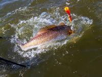North Carolina Fails to Protect Fisheries