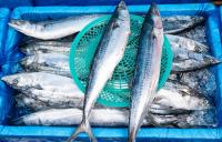 EU landed EUR 5.5 billion worth of fisheries products in 2025