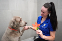 K9 Resorts Brings Fall-Themed Activities to Central Florida Dogs