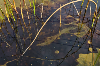 Researchers call for standardized U.S.-Canada reporting on Great Lakes oil spills