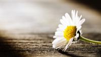 A Leadership Series on Grief, Human Performance, and Organizational Resilience: Building Organizations for the New Employee