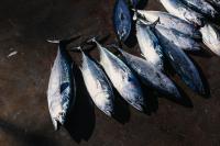 Norway Completes Bluefin Tuna Live Storage: Surface Gun Replaces Diver Method