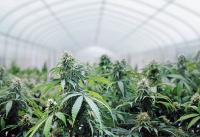 Major Cannabis Farm Found in Attica, Three Arrested