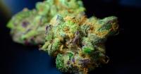 Tempo man given 120-hour community service order after cannabis haul found in car