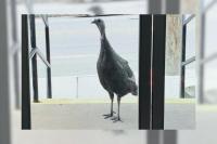 Meet "Meatball": Somerset's Unofficial Turkey Mascot