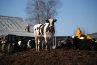 Maryland's $15M Manure Fund Cannot Prove Bay Got Cleaner, Report Finds