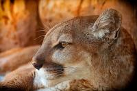Was a Mountain Lion Just Spotted in Northeast Missouri?