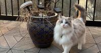 Milwaukee's top cat and dog names of 2026