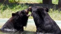 India to estimate population of its four bear species for first time