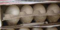 Egg prices spike in Honolulu