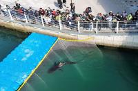 Shark nicknamed ‘Bukangi’ rescued from canal in South Korea