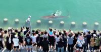 Shark trapped in South Korean canal for a month released into the sea: Video shows rescue using floating platform