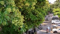 Vietnam's Capital Cuts Back on Its Pungent Blackboard Trees