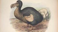 The Way of the Dodo: Thinking Historically About Extinction