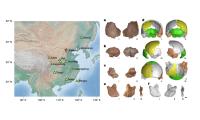 Chinese scientists confirm Xujiayao hominins as Denisovans, revealing shared physical traits