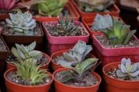 Free Succulent Gardening Class Coming to Wesley Chapel Library
