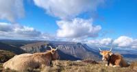 The Basque Country consumes 66,000 beef channels a year and only 54% comes from Basque farms.