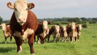 UK court backs breed societies: Why herd books and governance matter