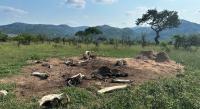 African Elephants Shape the Savanna Ecosystem—and Continue Doing So Long After They've Died, Study Suggests