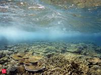 In 2018, Delaware dug about 1 million tons of rock from a shipping channel and put it underwater instead of discarding it; The new reefs became rich blue-mussel habitat