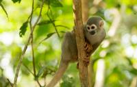 Extractive industries threaten global goal to protect 30% of nature by 2030, report finds