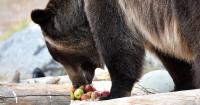 IDFG reminds sportsmen and women to secure attractants in Unit 1 to prevent bear conflicts